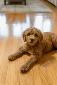 image of a fluffy dog laying down on a clean hardwood floor