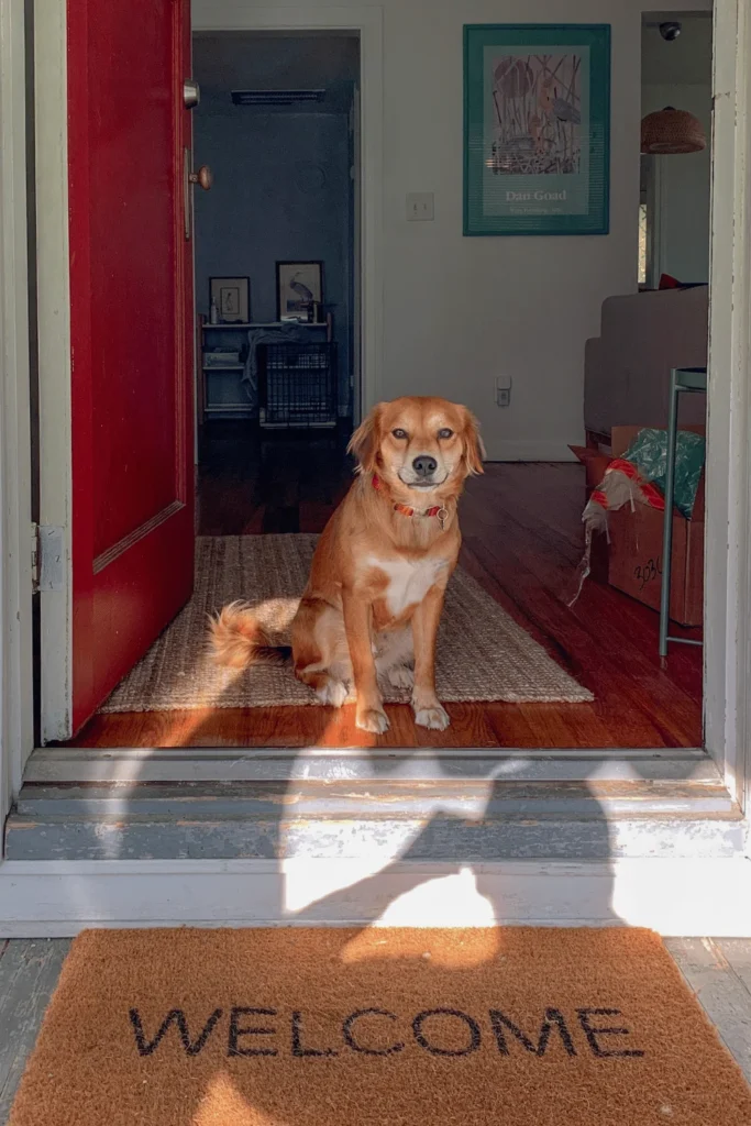 image of a happy dog in the entryway of a home, sitting on a mat on top of a hardwood floor