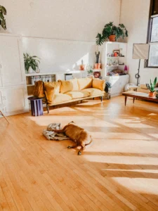 image of a white room during the day with clean hardwood floors and a dog laying on top