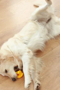 image of golden retriever on light hardwood floor playing with a rubber ducky while on its back