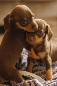 image of two brown puppies hugging on a blanket on a hardwood floor